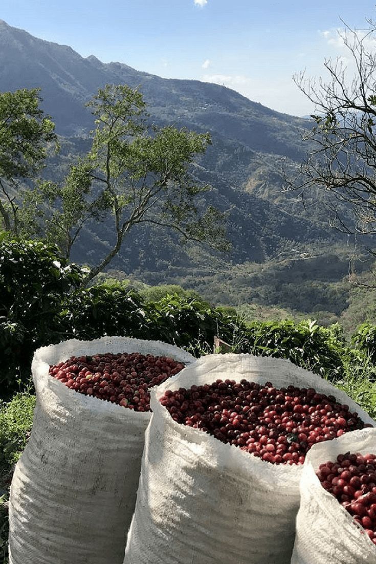 Coffee forest in Kaffa, Ethiopia
