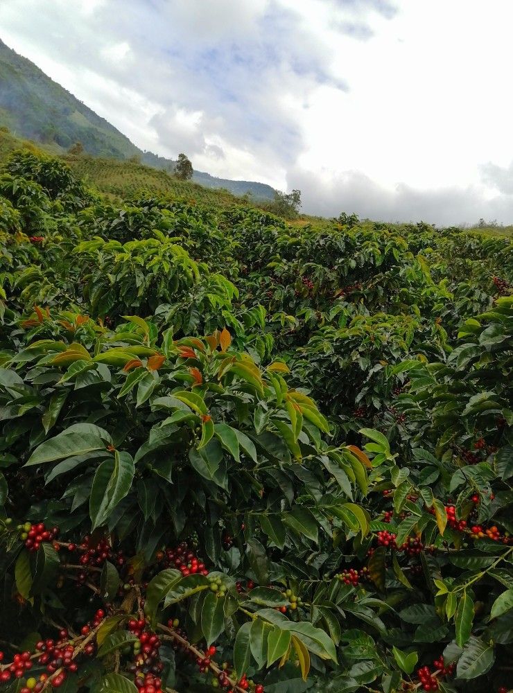 Coffee plants in Sidama region