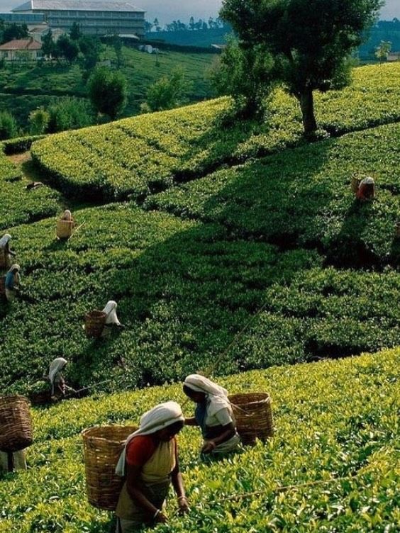 Fresh Coffee Harvest