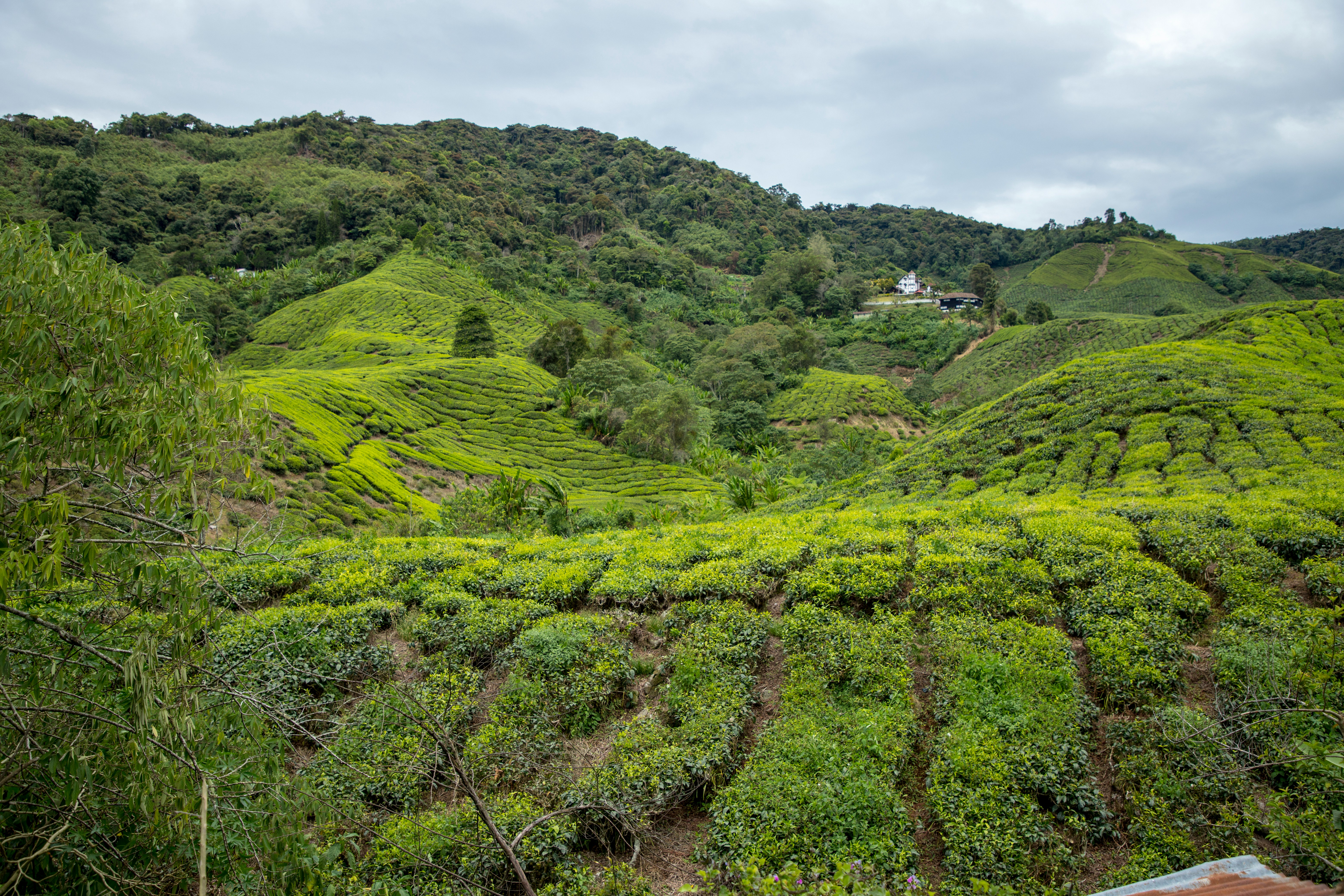 Coffee farm in Guji region